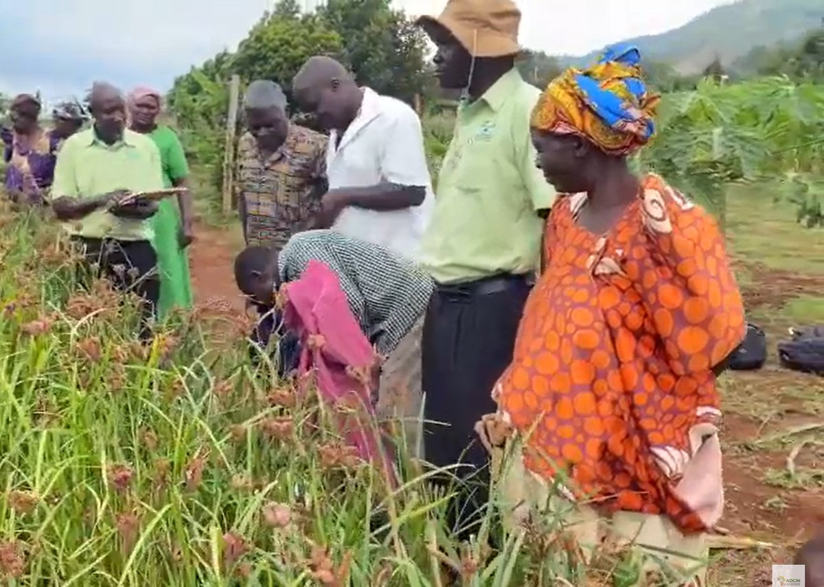 Africa Dryland Crops Improvement Network tweet media