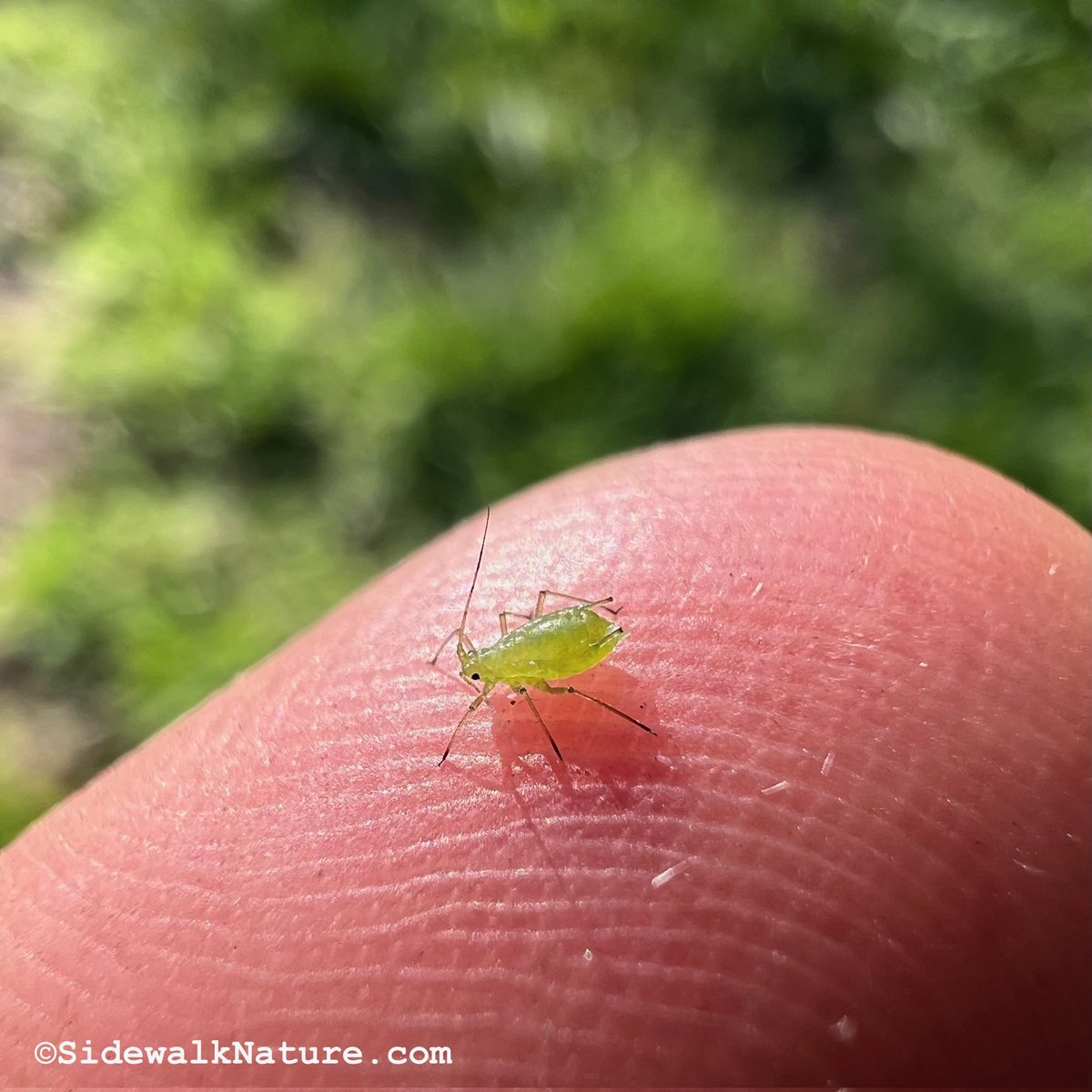 CheyanneKillin's tweet photo. APHIDS ARE BORN PREGNANT??? https://t.co/d1rsSLUmAY