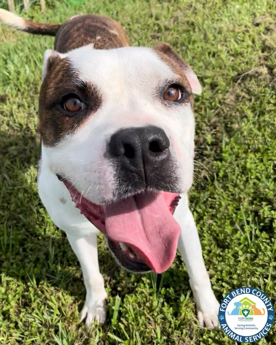 😁Jackson - A040346😁

Jackson is our shelter's resident loveable goofball. 

Jackson has been in the shelter for a while now (over 2 years and 5 months), but you’d never know it - he’s still full of happiness, energy, and that irresistible sparkle in his eyes. He has the biggest