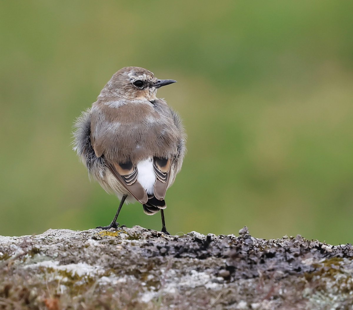 stevesando1's tweet image. Female Wheatear in summer moult.
Bodmin moor, today.
@CBWPS1 #NaturePhotography #wildlifephotography #NatureLovers #birdphotography #birds #birding