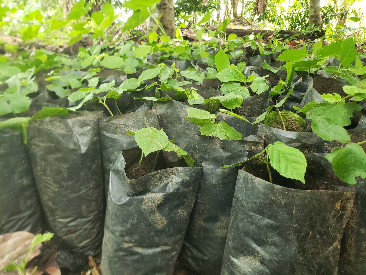 canwyf's tweet photo. From Seed to Solution
#EcoVitalizeAfrica
Powered by CAN-WYF

I-YOU-WE CAN ✊ https://t.co/czfmOHfLgc
