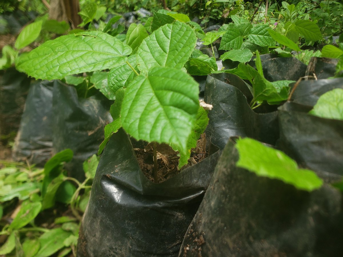 canwyf's tweet photo. From Seed to Solution
#EcoVitalizeAfrica
Powered by CAN-WYF

I-YOU-WE CAN ✊ https://t.co/czfmOHfLgc