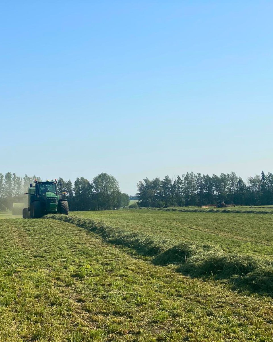 CNDHayAndSilage's tweet image. Long days. Dusty fields. And rows of bales ready for wrap.

CH&amp;amp;S is here with farmer-approved and field-tested bale wrap &amp;amp; storage to help you protect what you’ve worked so hard to make.
Get in touch with us today📞780.206.4666.
#baling #haying #agriculture #canadianhayandsilage