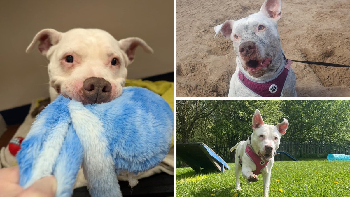 RSPCA (England & Wales) (@rspca_official) on Twitter photo Bessie hasn't received a single application during her 7-month stay at <a href="/RSPCA_PRESTON/">RSPCA Preston</a> 🥺
At 12-years-old, Bessie has now gone deaf, but this doesn’t affect her. She's an easy-going girl who is ready to find the retirement home she deserves.
Apply here: bit.ly/44r2GwJ Bessie hasn't received a single application during her 7-month stay at <a href="/RSPCA_PRESTON/">RSPCA Preston</a> 🥺
At 12-years-old, Bessie has now gone deaf, but this doesn’t affect her. She's an easy-going girl who is ready to find the retirement home she deserves.
Apply here: bit.ly/44r2GwJ