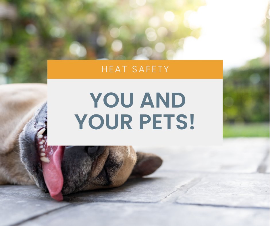 Sahuarita_Az's tweet photo. Keep your furry friends safe this summer! 🌞🐾 Remember to keep them indoors during peak heat, provide plenty of water, skip those midday walks, and never leave them in a parked car. Let's look out for our pets! #PetSafety #HotWeatherTips https://t.co/t5j2uKzkuB