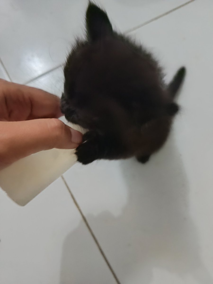 Makasih <a href="/choconachuu/">Chocona Francessa 「Choconee」VTUBERID</a> <a href="/Nullihax_VT/">Nullihax</a> <a href="/MollyrantHaze/">Mollyrant Haze</a> <a href="/seranityeve/">Seranity Everlynn</a> <a href="/MorganKatalia/">Morgan Katalia ⌛🌕【 VTUBER ID 】| DEBUT TBA</a> !!! Maaf tetiba pergi soalnya ada yang ngamok mintak susu 😭

Susahnya jadi single parents huhuhuhu