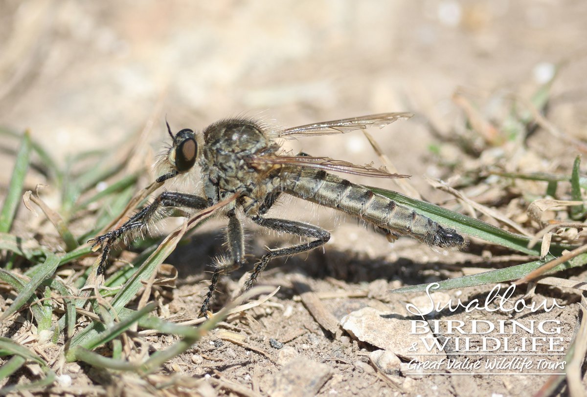 SwallowBirding's tweet photo. The heaths and chalk downland of Hampshire were home to some smart insects incl BEEWOLF, DOWNLAND ROBBERFLY, GREEN-EYED FLOWER BEE &amp; TAWNY LONGHORN. #beetles #UKwildlife #Robberflies #insects #britishwildlife https://t.co/bpNOUADr7o