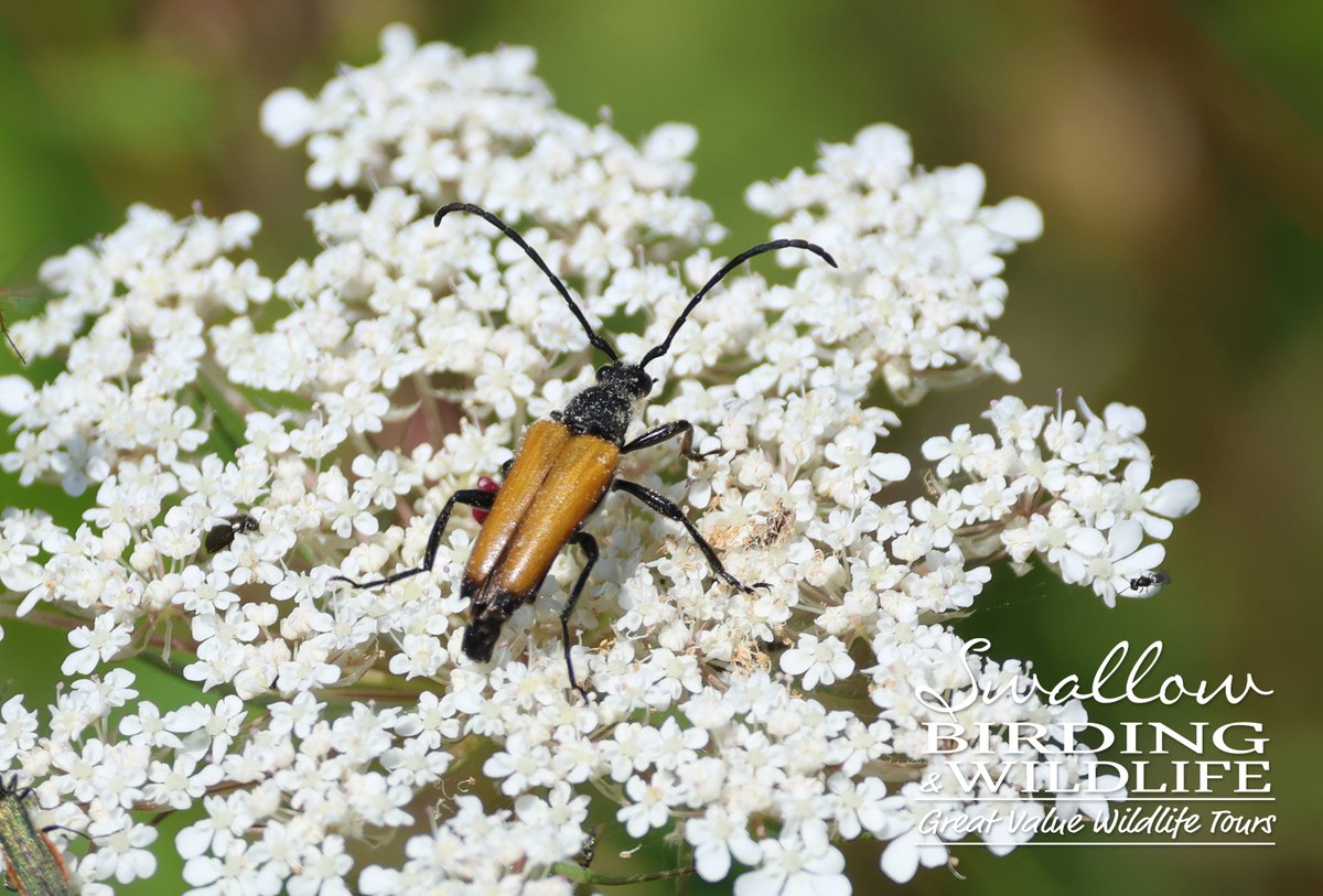 SwallowBirding's tweet photo. The heaths and chalk downland of Hampshire were home to some smart insects incl BEEWOLF, DOWNLAND ROBBERFLY, GREEN-EYED FLOWER BEE &amp; TAWNY LONGHORN. #beetles #UKwildlife #Robberflies #insects #britishwildlife https://t.co/bpNOUADr7o