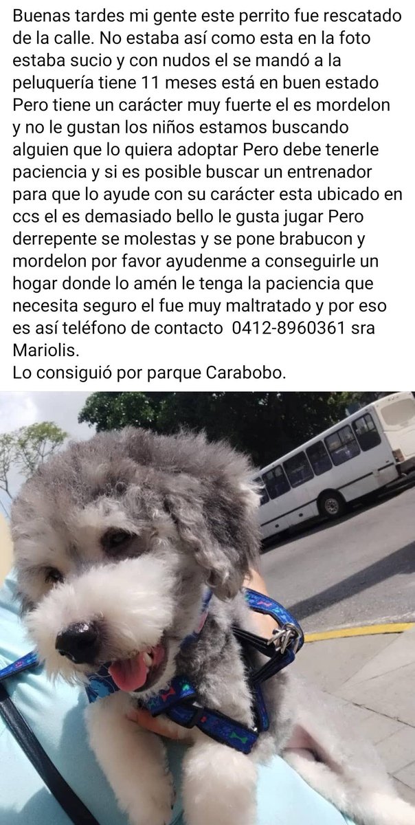 PerroUsuario Wof '•' tweet media