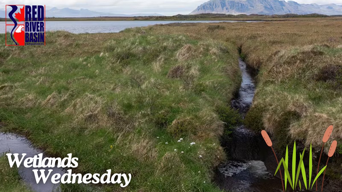 Incredible wetland restoration in Iceland! They're rewetting peatlands and reconnecting waterways for migratory birds and endangered eels, tackling climate change &amp; boosting biodiversity. Learn more: mossy.earth/projects/resto…