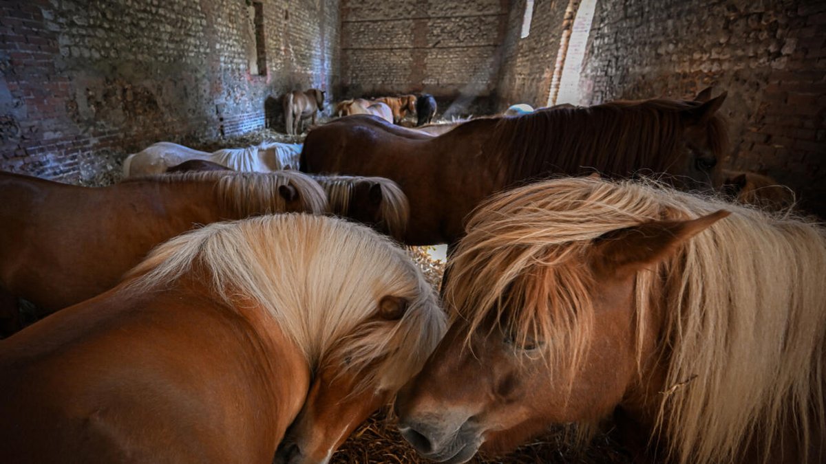 LFPCheval (@lfpcheval) on Twitter photo D'âne du pauvre à compagnon des enfants, comment le poney a "sauvé l'équitation"
ow.ly/GR4m50WllAI D'âne du pauvre à compagnon des enfants, comment le poney a "sauvé l'équitation"
ow.ly/GR4m50WllAI