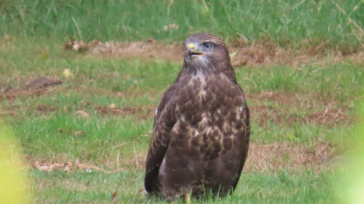 MvStuijvenberg1's tweet photo. Een #Buizerd op het terrein van het AZC.
Die 👀😍 
#StadsSafari #ZomaarEenWoensdagOchtend 
Zou dit een Juvie zijn, het leek wel of die zat te roepen om eten.
Denkt deze Buizerd- Ondeskundige. https://t.co/guRPljdCKB