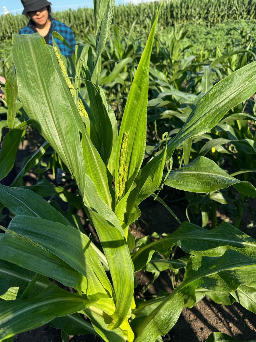 SchnableLab's tweet image. It's starting! Pollinating season in our corn nursery is just a few days away at this point. (Photo by @WaqarAli325)