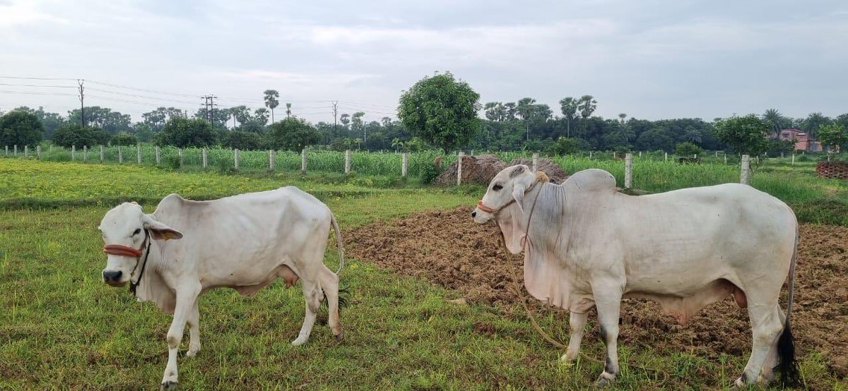 Dr Amar Kumar Pandey IPS( Rtd) tweet media