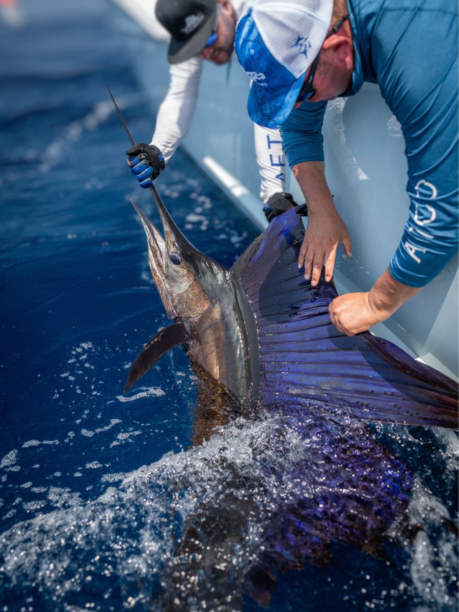 20-40 sails a day, some blue marlin in the mix, and pleeeeenty of dorado on deck. Fall in Guatemala just hits different. Who’s booked their fall fishing dates already?? 

Grab them ASAP before we fill up! 

#casaviejalodge #guatemala #fishinglodge #sailfishinglodge #sailfishing