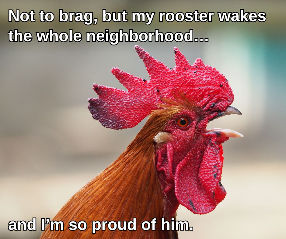 AFowlDay's tweet photo. That's my boy, 5am superstar.
#chickens #hatchery #backyardhatchery #farmlife #backyardchickens #chickenjokes #jokes #funny https://t.co/x3hXsnXSoH