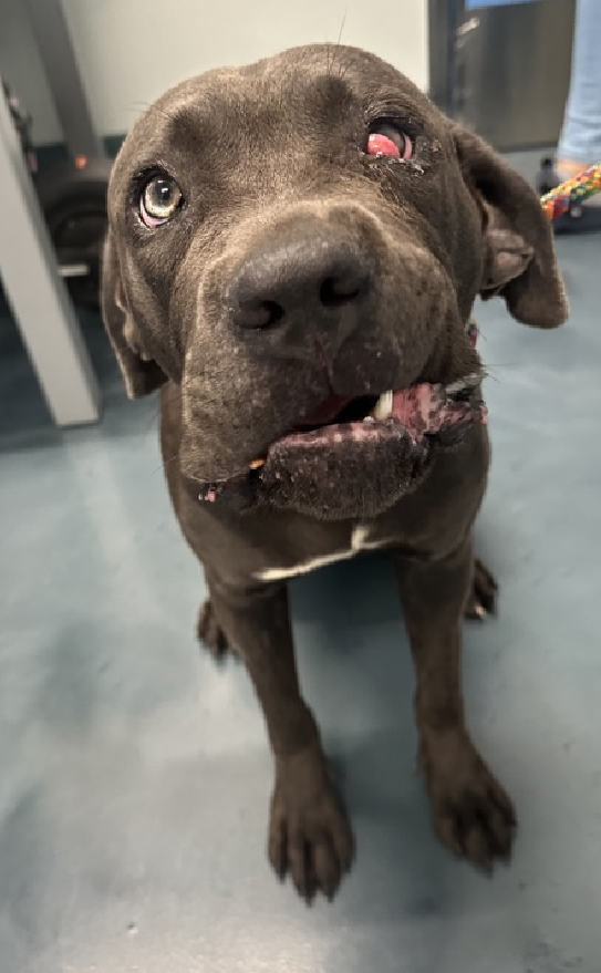NMBewitched's tweet photo. Hello Dolly 😍
Isn't she adorable?
I could not resist & why should I?
This #PuppyLove is a #Medical
Obviously #CherryEye asking about other issues
Pure love
Affection & food motivated
Let's get this #BIGLOVE safe
https://t.co/vPK3bzMt1W
#AdoptMe #FosterMe #Pledge4Rescue https://t.co/8EtKEmsreC