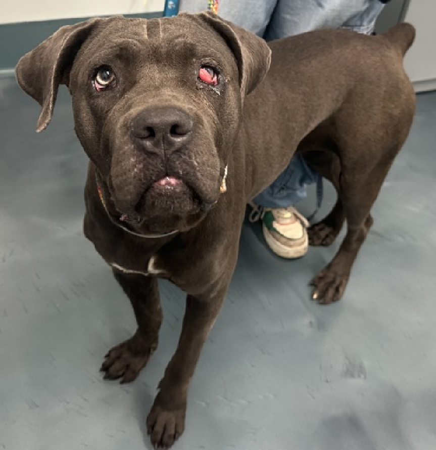 NMBewitched's tweet photo. Hello Dolly 😍
Isn't she adorable?
I could not resist & why should I?
This #PuppyLove is a #Medical
Obviously #CherryEye asking about other issues
Pure love
Affection & food motivated
Let's get this #BIGLOVE safe
https://t.co/vPK3bzMt1W
#AdoptMe #FosterMe #Pledge4Rescue https://t.co/8EtKEmsreC