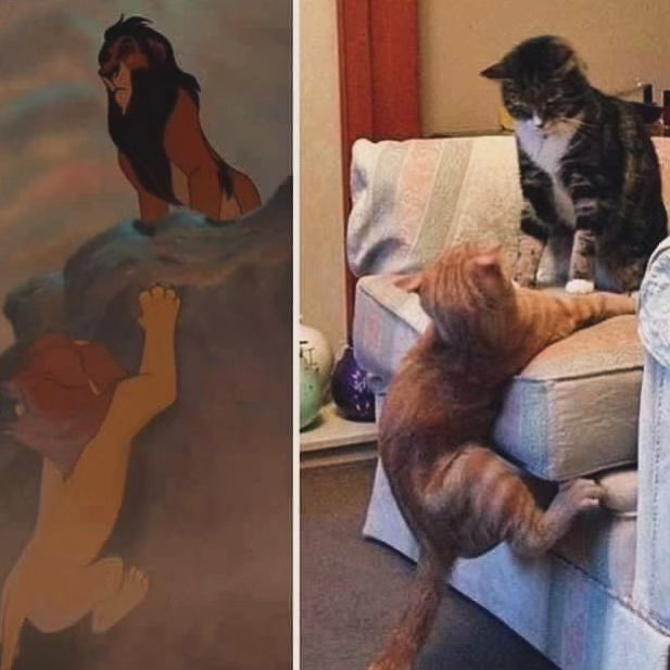 Punch Cat (@punchingcat) on Twitter photo 