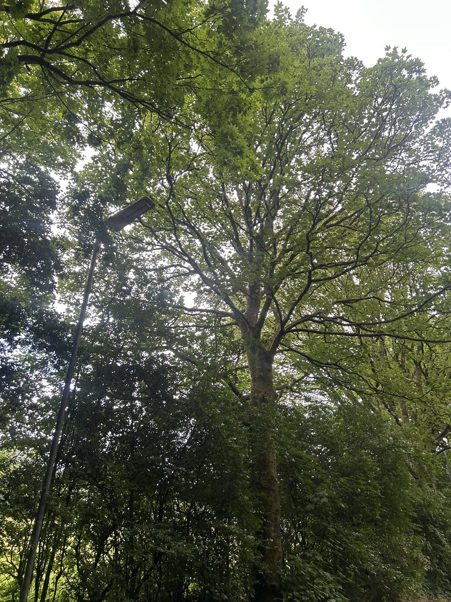 Amylowry💙 tweet media