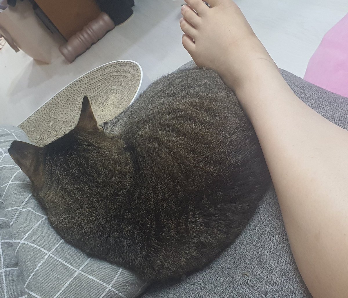내 고양이 코코미미💕 tweet media