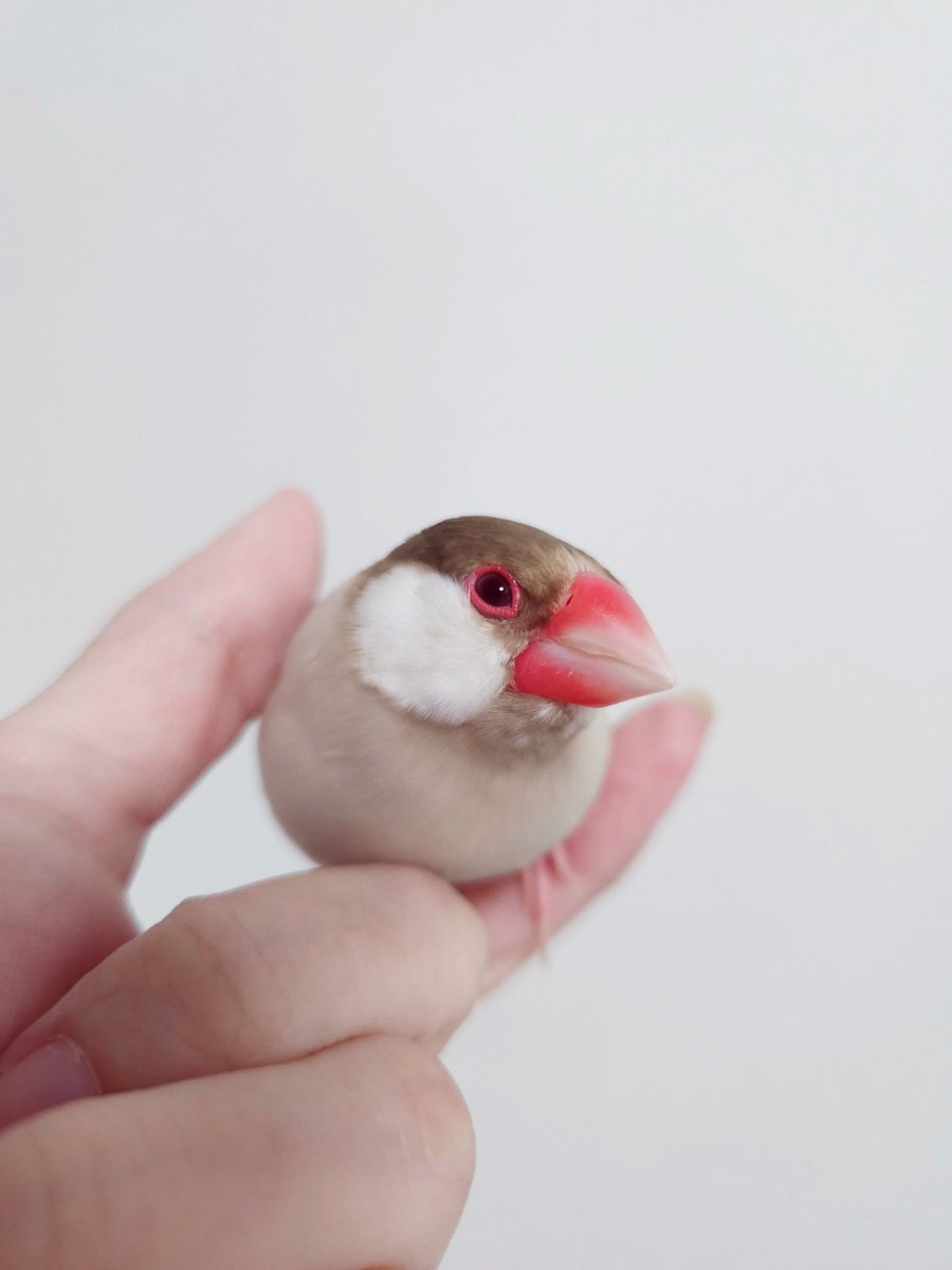 昔と、今の、すーちゃん。
お迎え時は脚弱で、立つこともできなかったのです。絶対に守らなきゃ！って熱くなりましたね～。