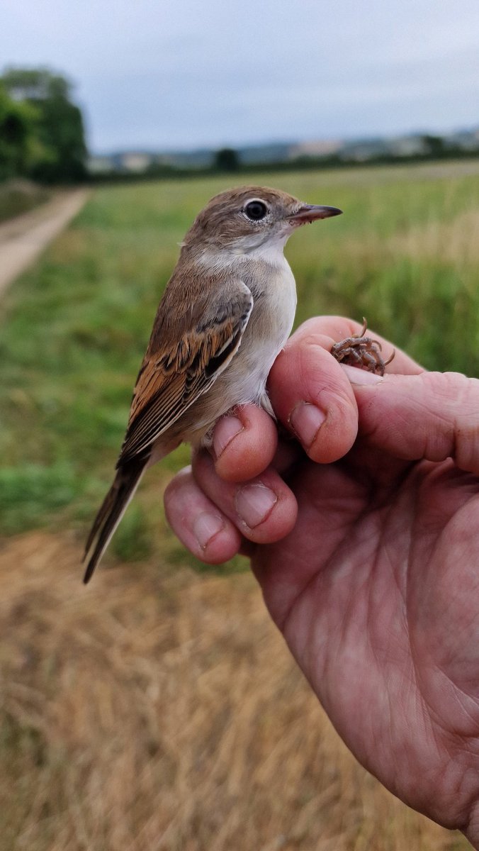 RingersWm's tweet image. With @No1FarmerJake
 @OverburyEnt at the weekend, added to the Barn owls we ringed
16 Swallows
8 Sedge Warbler
6 Blackcap
1+ 5r Reed Warbler
5 Great tit
4 Wren
2 Robin 
2 Chiffchaff 
With singles of Reed Bunting, Whitethroat, Blue Tit, Dunnock, Blackbird &amp;amp; Song thrush.