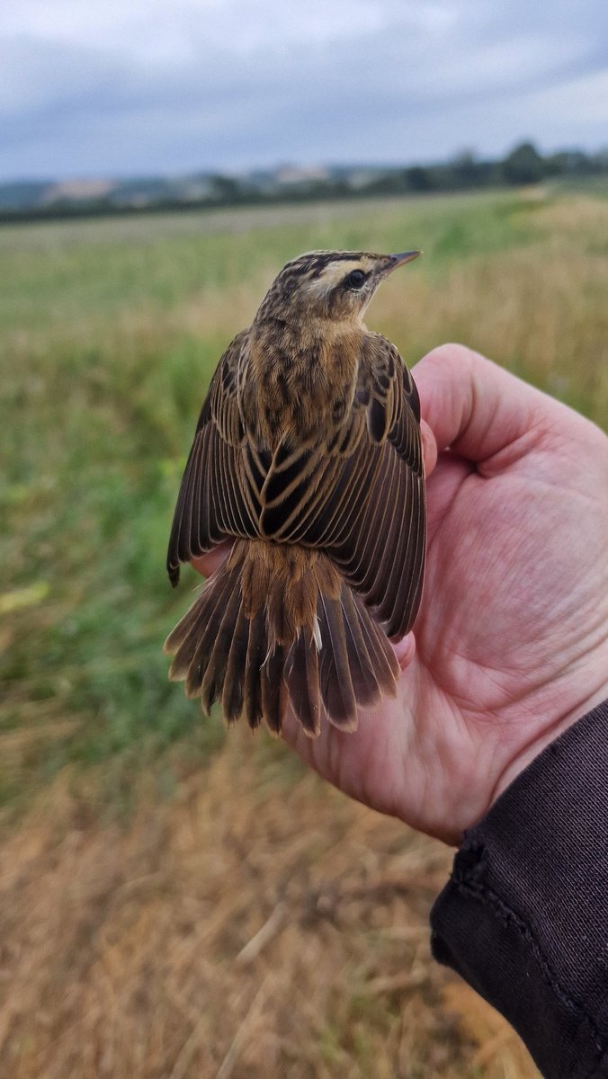 RingersWm's tweet image. With @No1FarmerJake
 @OverburyEnt at the weekend, added to the Barn owls we ringed
16 Swallows
8 Sedge Warbler
6 Blackcap
1+ 5r Reed Warbler
5 Great tit
4 Wren
2 Robin 
2 Chiffchaff 
With singles of Reed Bunting, Whitethroat, Blue Tit, Dunnock, Blackbird &amp;amp; Song thrush.