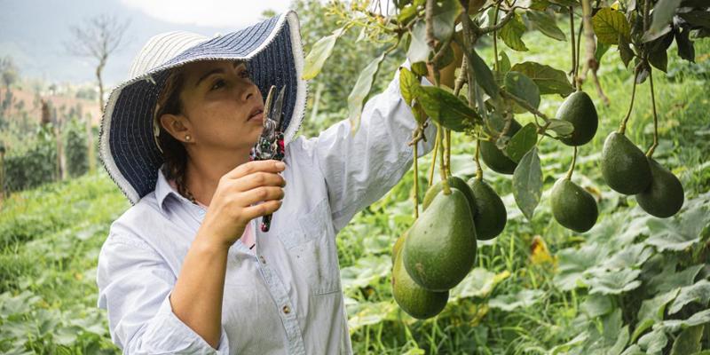 Avocado sector fights back after Wimbledon ban #WorldAvocadoOrganisation #Wimbledon t.lei.sr/TLqQfB