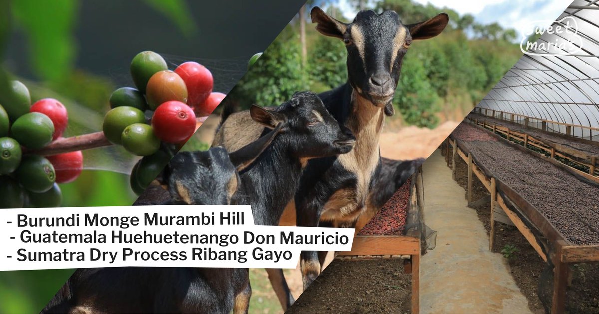 A bright, syrupy washed Burundi coffee, a sweet, caramelized Guatemalan lot, and a winey, complex Sumatra dry process are today’s latest additions! ☕️

Shop now: sweetmarias.com/catalogsearch/…