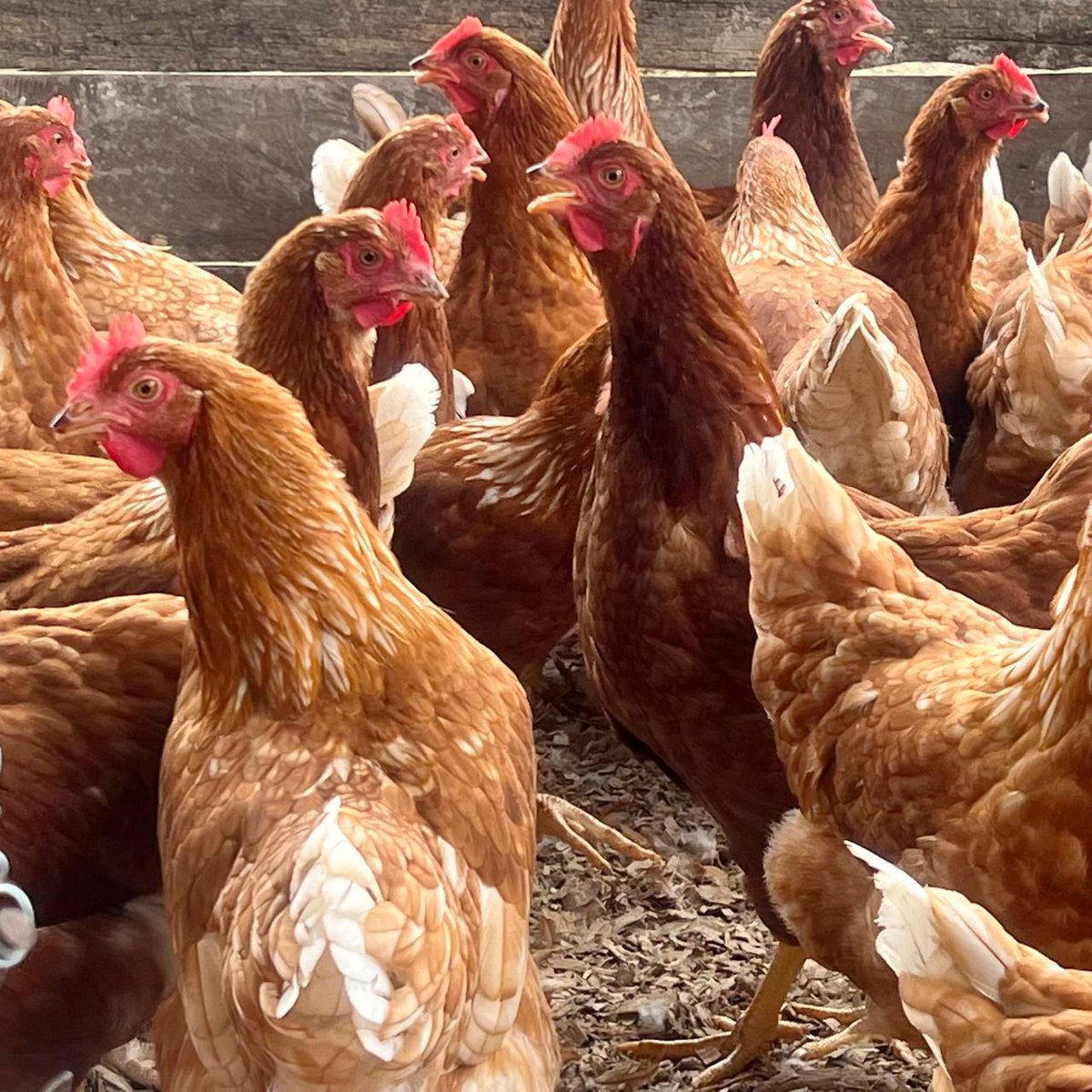 ¡Seguimos impulsando la seguridad y soberanía alimentaria en toda la provincia! 🍅🥬🐓🥚

En articulación con el Consulado de Colombia en Esmeraldas, implementamos con éxito los proyectos de Huertos Familiares Comunitarios y Gallinas de Postura en el cantón San Lorenzo.