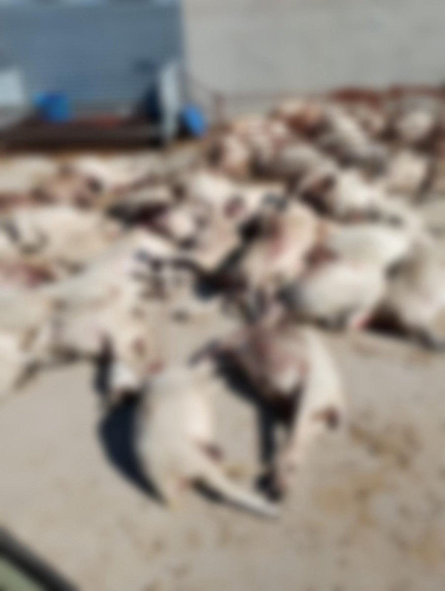 Un nuevo ataque de lobos en Sayago deja más de 40 ovejas muertas: "esta situación es insostenible"
zamoranews.com/articulo/provi…