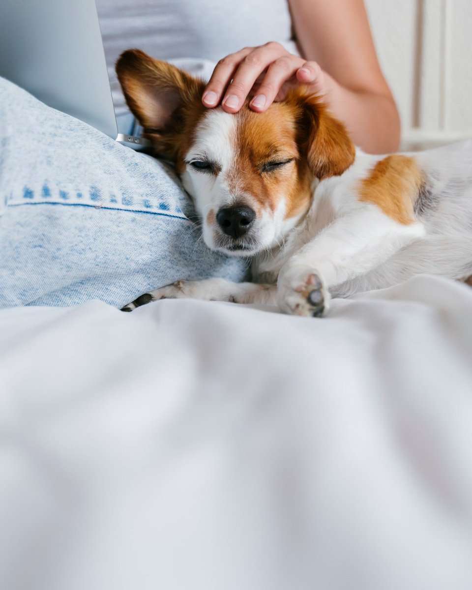 cside_norwood's tweet photo. Love pets? So do we. Ask about our pet-friendly policies when you call! 🐾 #CreeksideAtNorwood https://t.co/Qhjle5gIwd