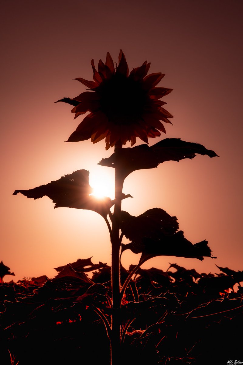 mikispitzer's tweet image. השמש והחמניה 🌻