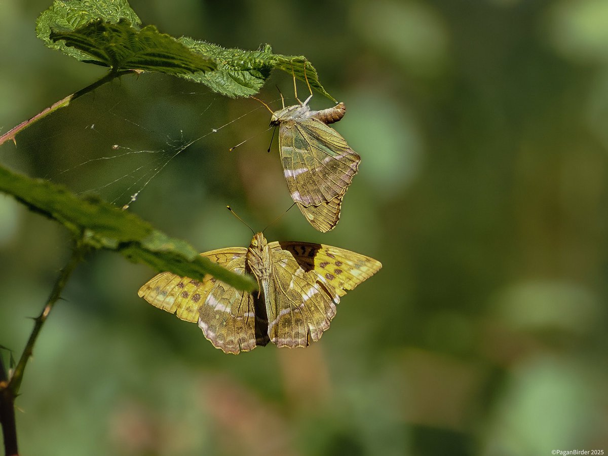 Pagan Birder (@fegwitch) on Twitter photo Beautiful walk around Great Breach Woods on the Polden Hills. Blown away by the number of beautiful Silver washed Fritillaries seen, they were everywhere the most I’ve seen in a few years <a href="/SomersetWT/">Somerset Wildlife Trust</a> <a href="/BCSomerset/">BC Somerset & Bristol</a> Beautiful walk around Great Breach Woods on the Polden Hills. Blown away by the number of beautiful Silver washed Fritillaries seen, they were everywhere the most I’ve seen in a few years <a href="/SomersetWT/">Somerset Wildlife Trust</a> <a href="/BCSomerset/">BC Somerset & Bristol</a>