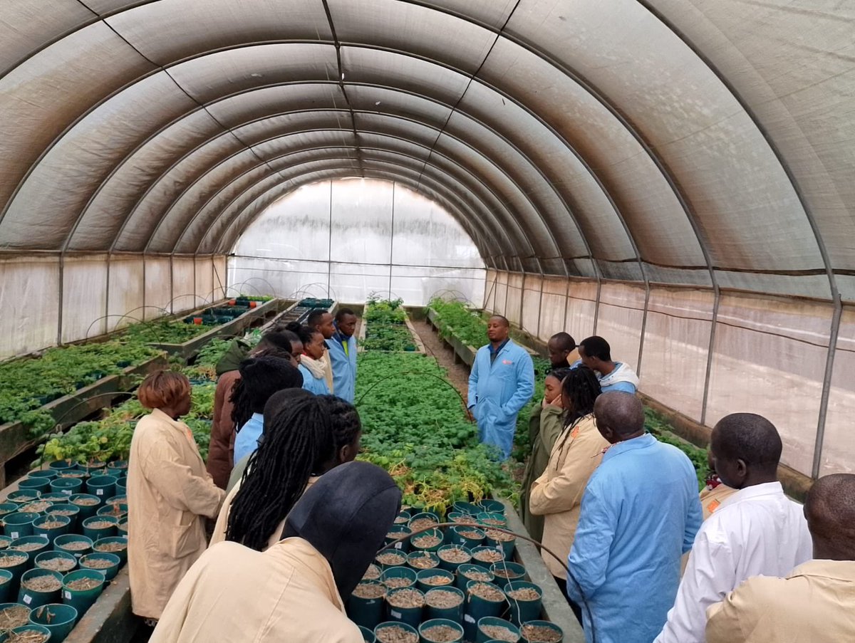 KephisKe's tweet photo. Kenya Plant Health Inspectorate Service (KEPHIS) just concluded a  two-day workshop (8th-9th July 2025) at the Plant Quarantine and Biosecurity Station -Muguga. The workshop focuses on cutting-edge developments in Potato Bacterial Disease Diagnosis. 

This follows the 2024 https://t.co/QDbBIfq1GO