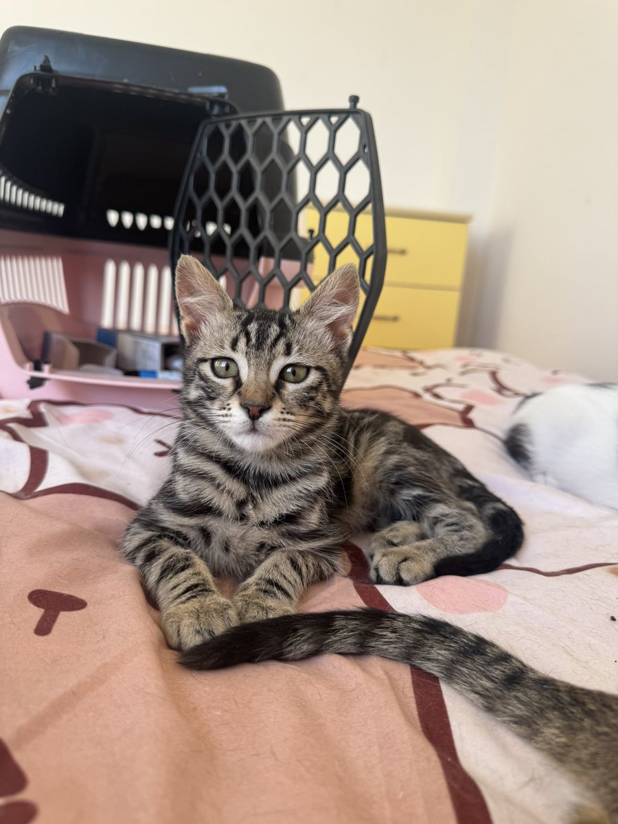 cattingwoman's tweet photo. çocukların su tabancasıyla ıslatarak hasta ettiği cookie
iyice toparladı evde
aşırı naif, uysal ve beyefendi bir kedi
istanbul’da yuva çıkmazsa ay sonunda onu da sokağa salacaklar https://t.co/idPIXgtP7Z