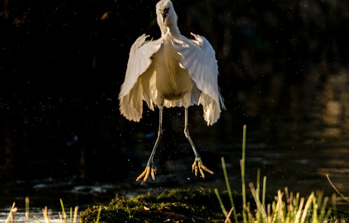 Art of the Day: "Jumping Little Egret". Buy at: ArtPal.com/nortoncliff?i=…