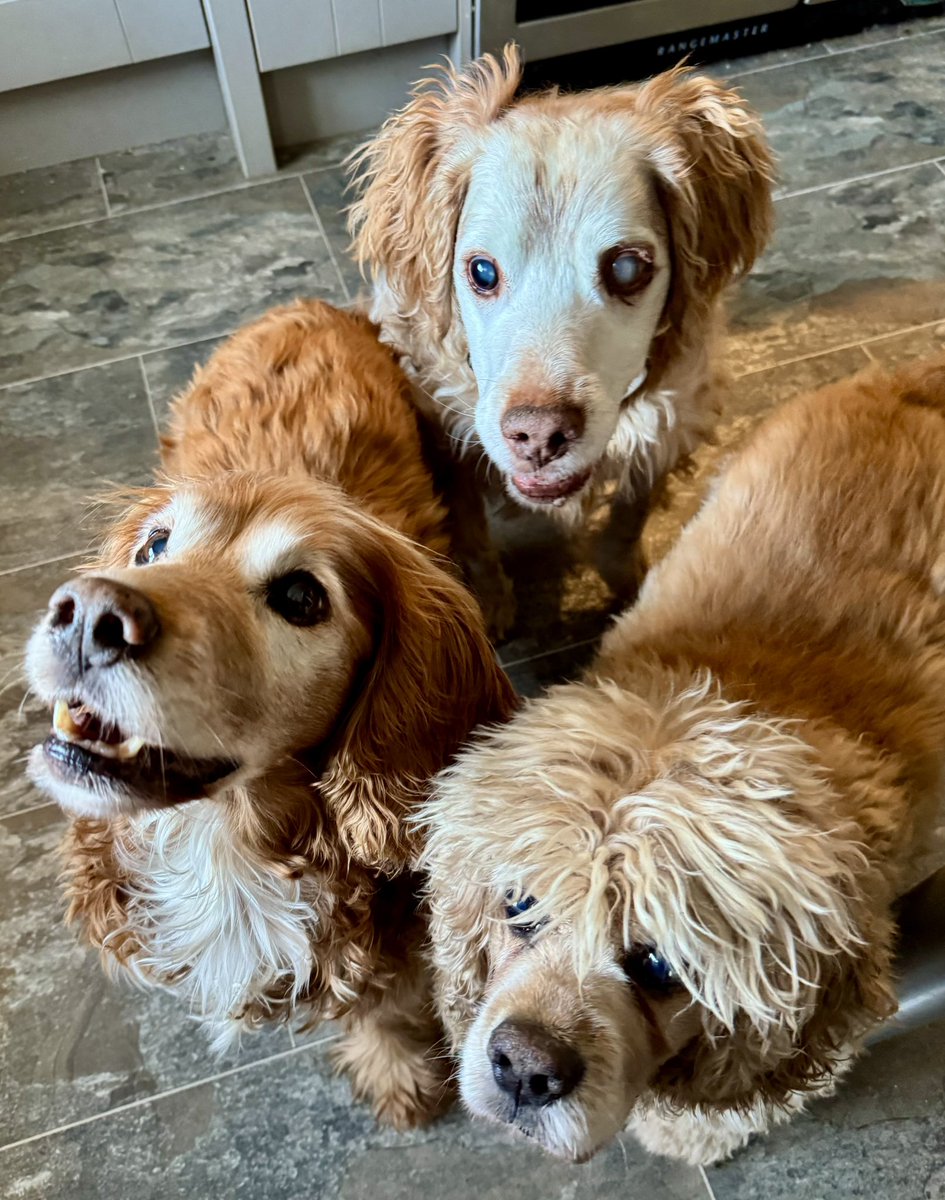 SpanielsSuper's tweet photo. ***** SERIOUS QUESTION *****

As many of you know, we’re all #GloriousFailures 
Our Pawrents are #SerialFailures

@SaveOurSpaniels 

What we would like to know is how many other #FabulousFailures are out there?

Entry criteria:

You have to have been fostered by your family - then adopted #ThatsAll

@Albertspanner @anniehider1 @HGrafdad 

Our pawrents are 100% cast iron #Failures 
Fostered 3 
Adopted 3 #SoFar

Anyone else?

Come on guys? 
Admit your #FosteringFailures 

The #FailedFosterer club is the very best to be a member of 
#AspireToFail 

#ProudToHaveFailed