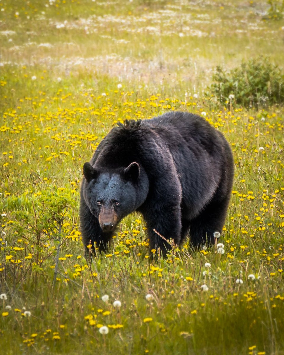 Black bear and dandelions