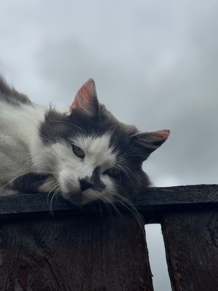 SpanielsSuper's tweet image. Visiting multiple times a day
Sweet &amp;amp; loving #VoraciousAppetite
But still hasn’t moved in yet🤷‍♀️

She is getting closer to the front door #Progress 

#MoveInMartha