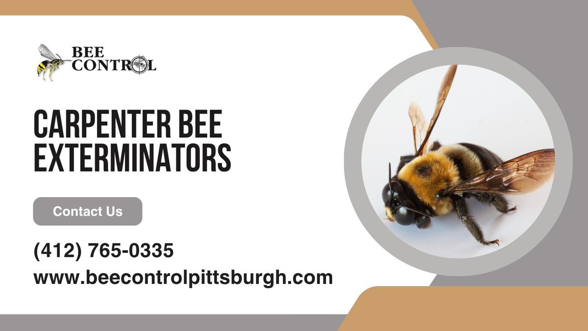 Carpenter bees drilling into your home? 🏠🛠️ Our Pittsburgh carpenter bee exterminators can help stop the damage and protect your property fast.
📞 Call (412) 765-0335.
🌐 beecontrolpittsburgh.com/carpenter-bee
#CarpenterBees #PestControl #Pittsburgh