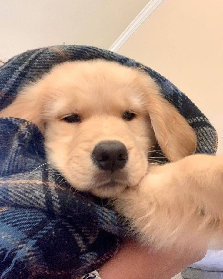 Cute Puppies (@puppiestyle) on Twitter photo 