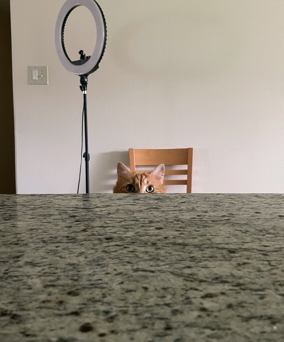 Foxie 🦊 tweet media