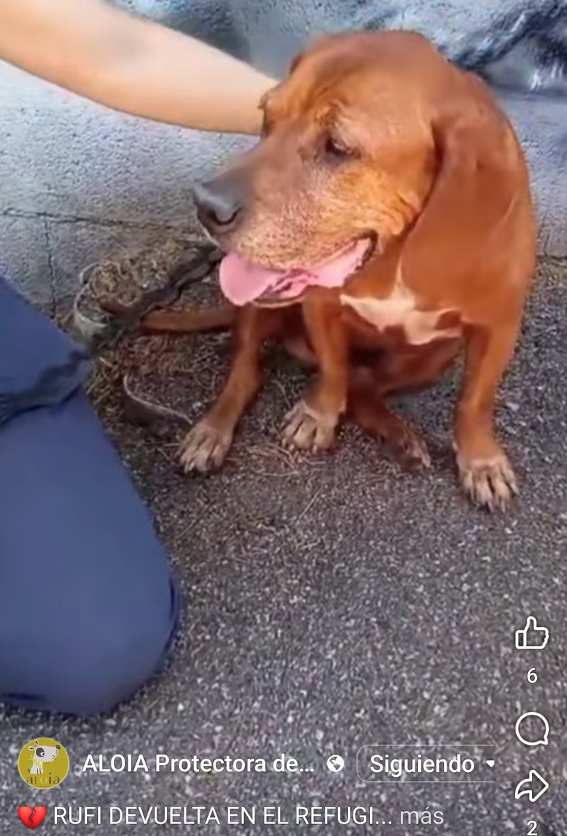 PerroPicha's tweet photo. Ahora vamos a centrarnos en Rufi  y buscarle un hogar de verdad, que no lo vuelvan a traicionar.
Y para todos los que teneis pensado abandonar un perro que sepáis que sois la peor carroña del mundo.
Bienvenido de nuevo Rufi, @AloiaProtectora si te queremos https://t.co/qsCxaW5dZz
