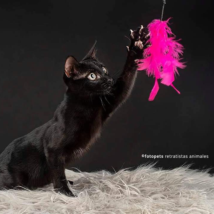 Os presentamos a Kendra 🐈‍⬛#BlackPanther #Bombay de 3 añitos que tiene problemas derivados de una hemivértebra. Tiene dificultades en sus patas traseras y no tiene sensibilidad en sus esfínteres. #Apadrina/#Adóptala en <a href="/3aHelp/">Help 3A</a> en #Madrid.
Más información en bit.ly/3BPXEeT