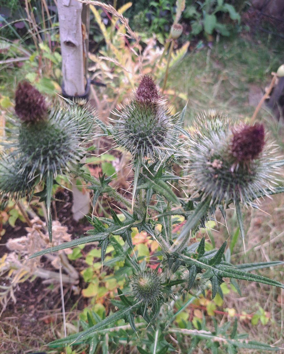 hall_chri's tweet photo. @GWmag I had been nurturing (from seed) this rather fierce, spiny plant thinking I was growing an eryngium! 

Turns out it is a spear thistle, Cirsium vulgare 🪾 Ouch!

Not wholly unattractive though 🙂

#thistle
#unintentional 
#plant
#seed
#carefulnow https://t.co/MoHlyc6aLb