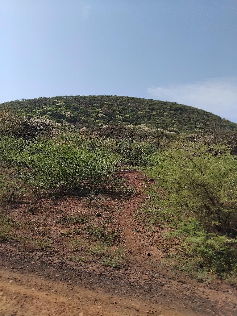 baringoagropas1's tweet photo. Habitat degradation and disruption of ecological systems equally affect plant diversity as well as bee forage in dryland areas. Immediate communities need to create bee buffer zones and rewild degraded habitats to attract more biodiversity. 
#beepollinators
#beehabitats https://t.co/POsQWyT9Q0