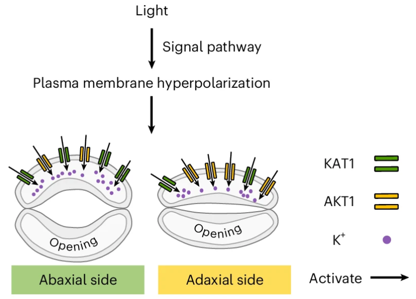 NaturePlants's tweet image. New OA Letter: "Guard cells on the adaxial and abaxial leaf surfaces use different compositions of potassium ion channels to drive light-induced stomatal opening" rdcu.be/evxO3
scRNA-Seq, OnGuard model, genetic modification show distinct AKT1/KAT1 on both sides.