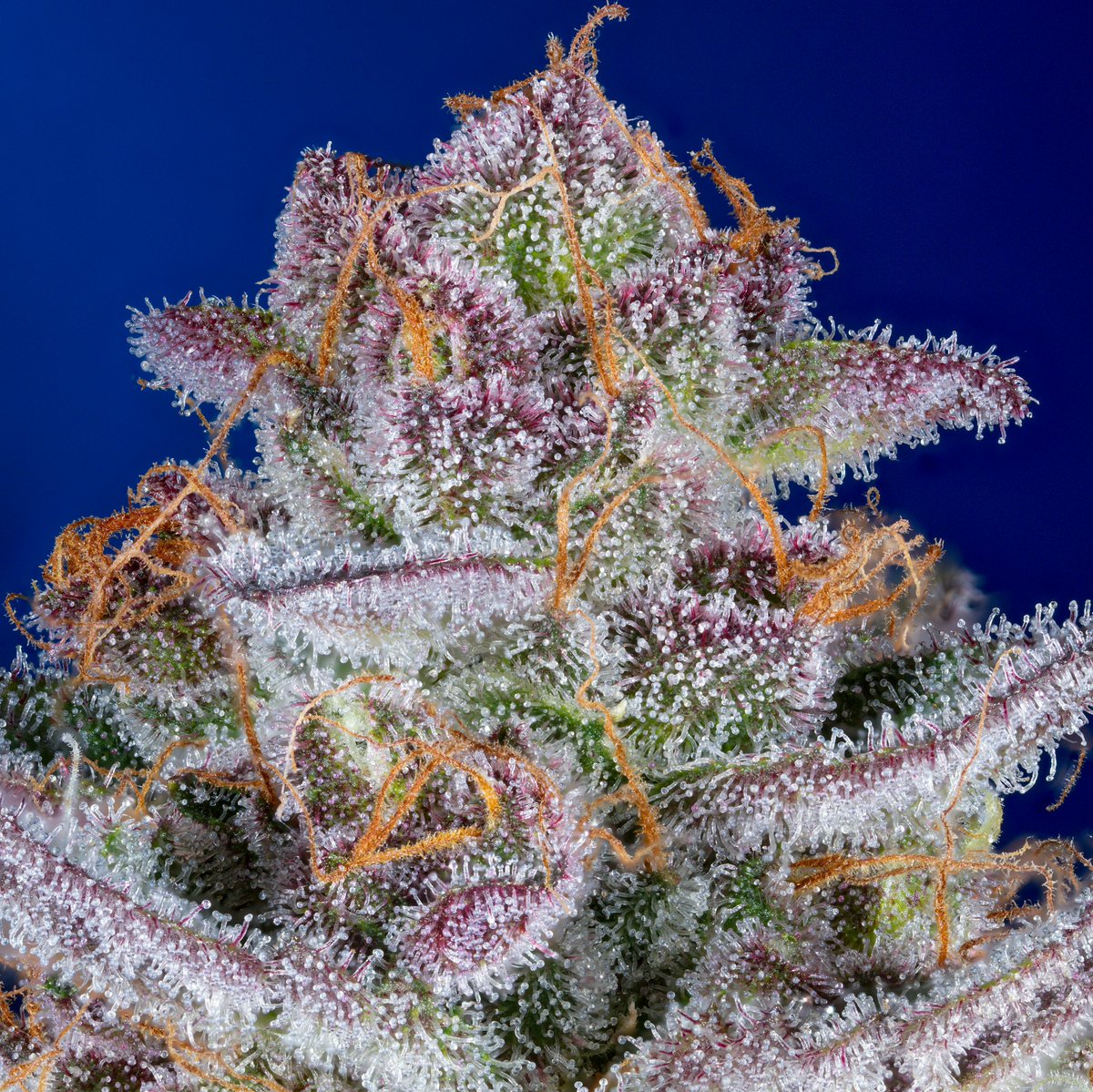 Have a blessed day everyone